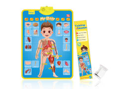 English Human Body Structure Wall Map toys