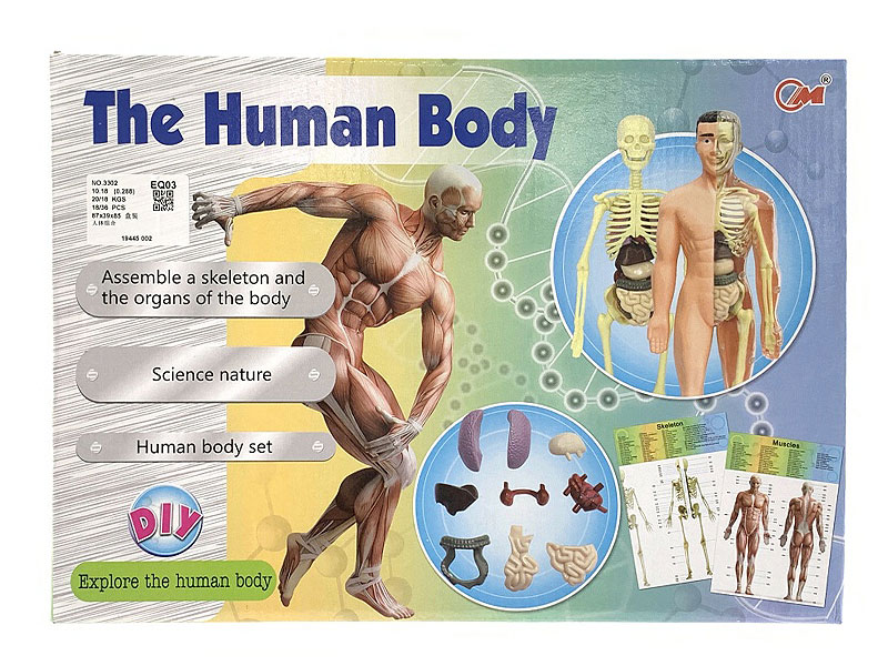 Human Body Combination toys