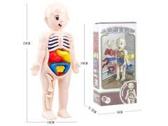 Human Body Science And Education Model