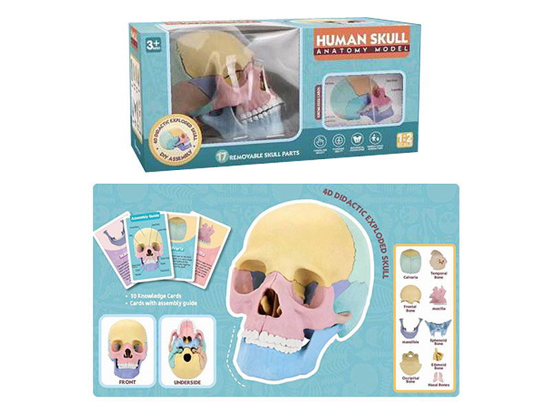 Human Skull Model toys