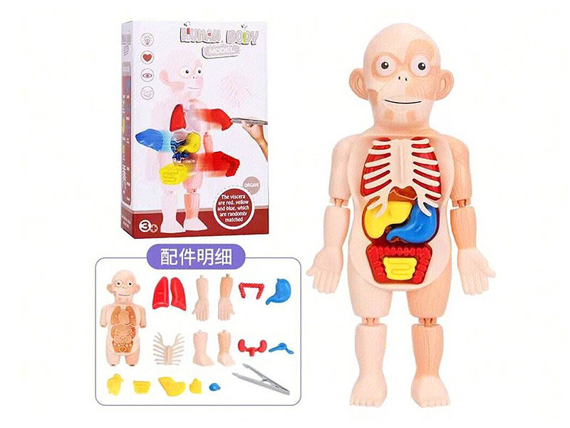 Medichine Early Education Toys toys
