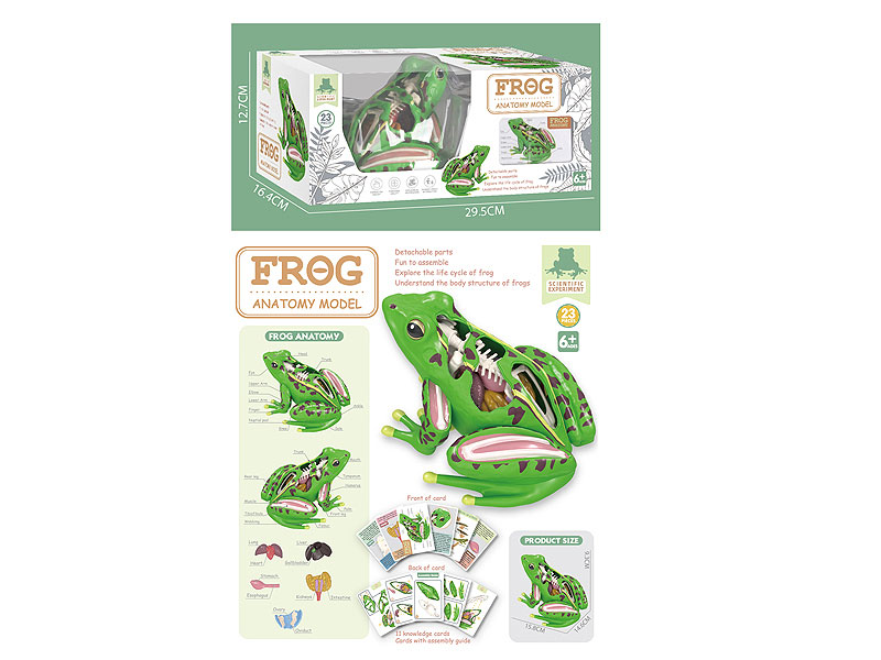 Frog Model toys