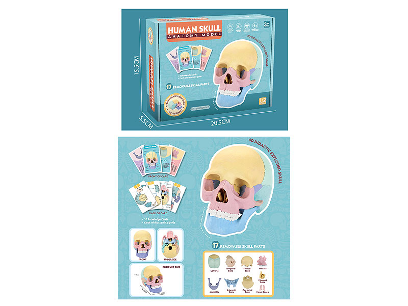 Human Skull Model toys