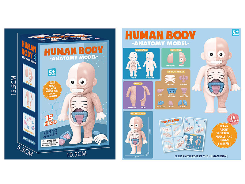 Human Model toys