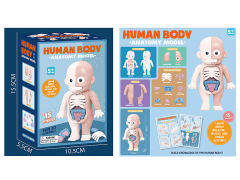 Human Model toys