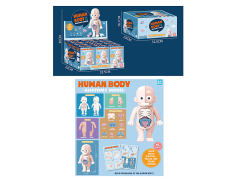 Human Model(12in1) toys