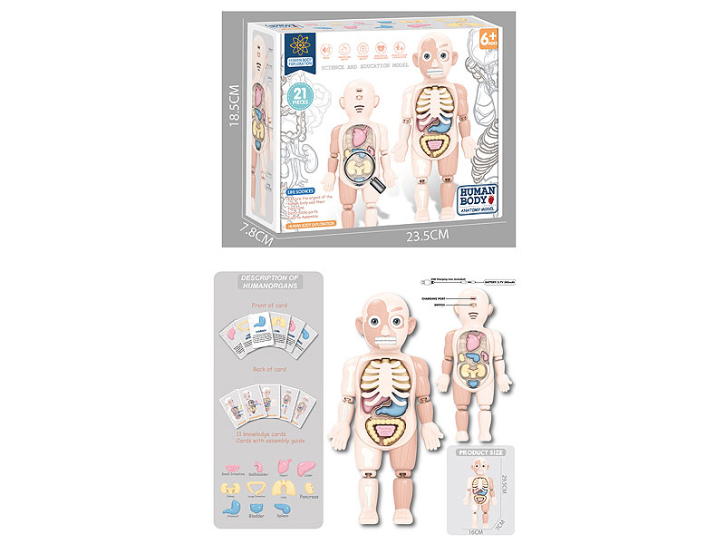 Human Body Anatomy Model W/S toys