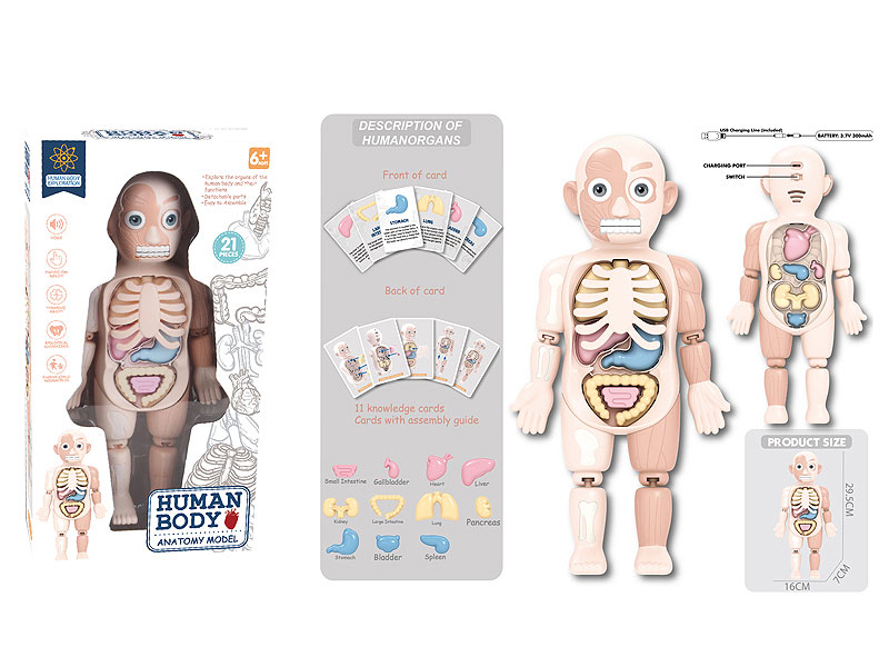 Human Body Anatomy Model W/S toys
