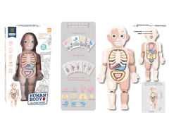 Human Body Anatomy Model W/S toys