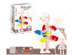 Human Body Model toys