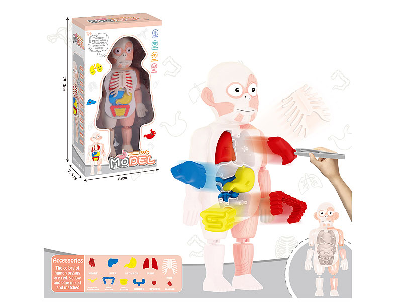 Human Body Model toys