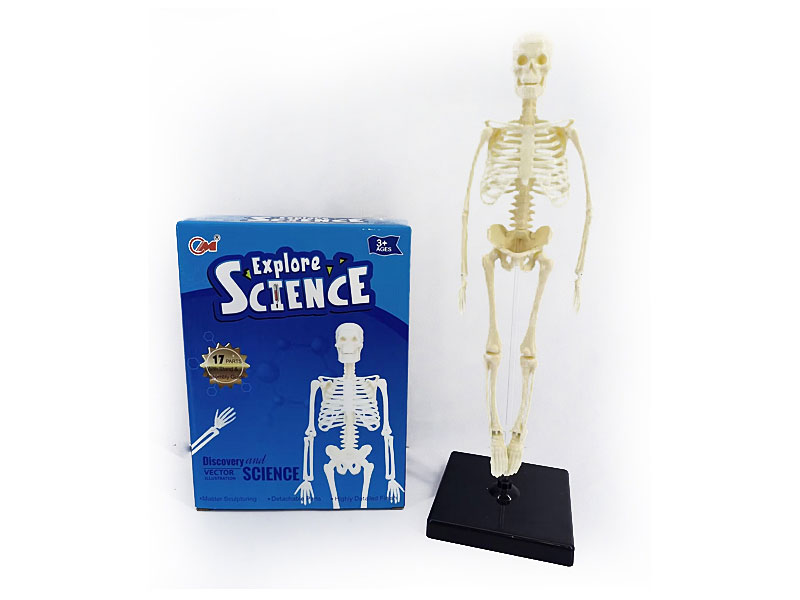 Human Body Combination toys