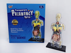 Human Body Combination toys