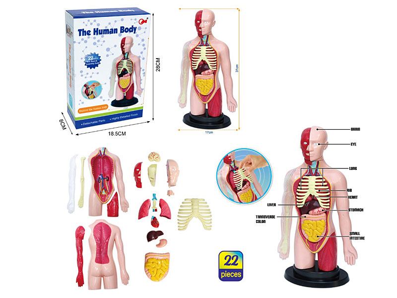 Human Body Combination toys