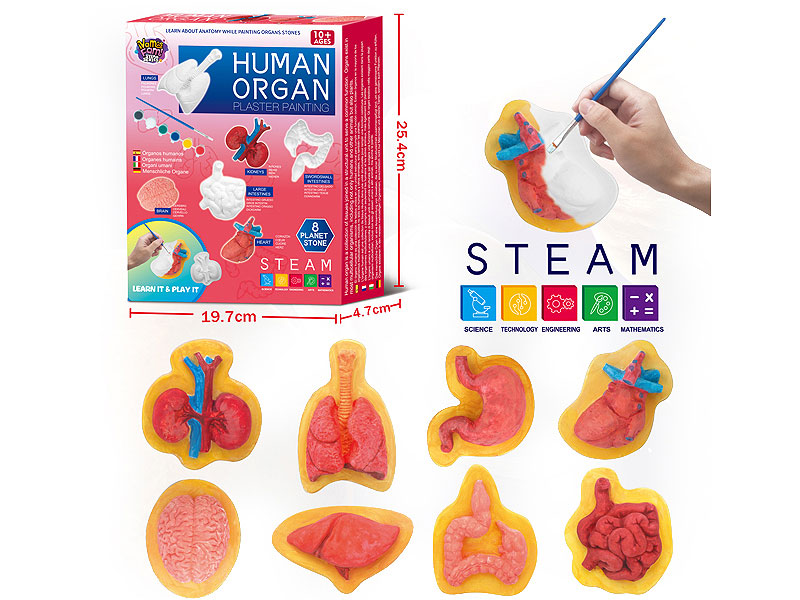 Human Organ Painting toys