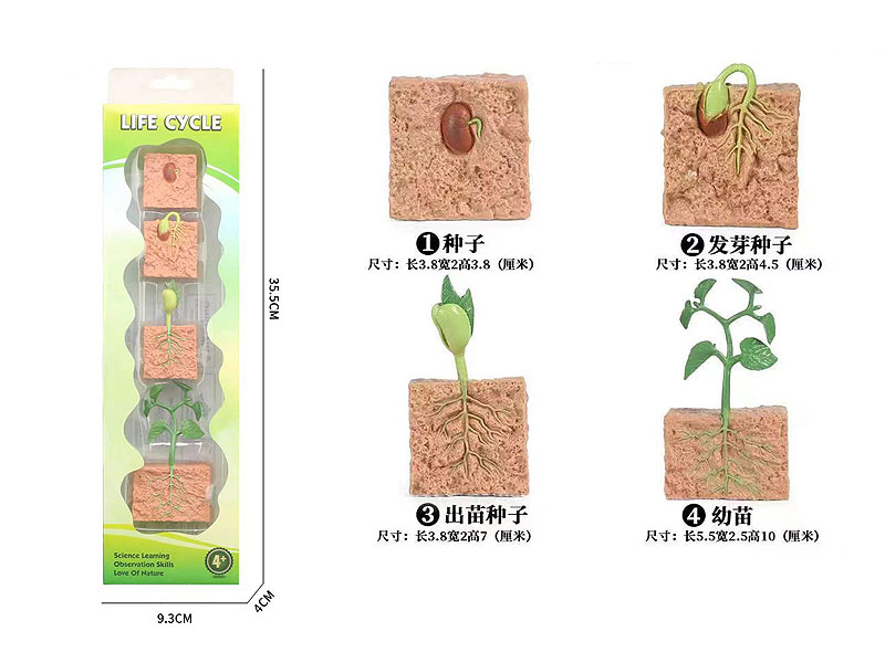 Seed Growth Cycle toys