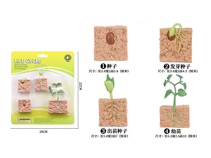 Bean Sprout Growth Cycle toys