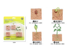 Bean Sprout Growth Cycle