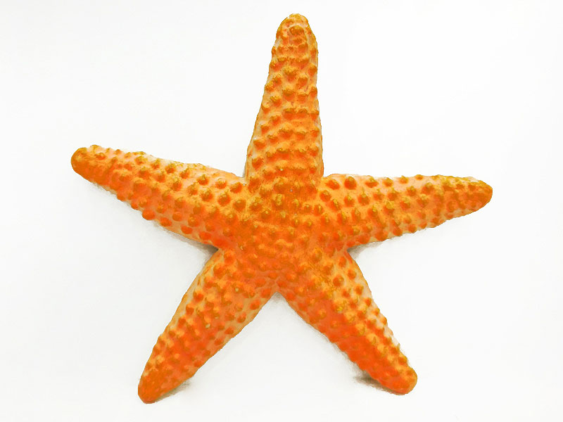 Starfish toys
