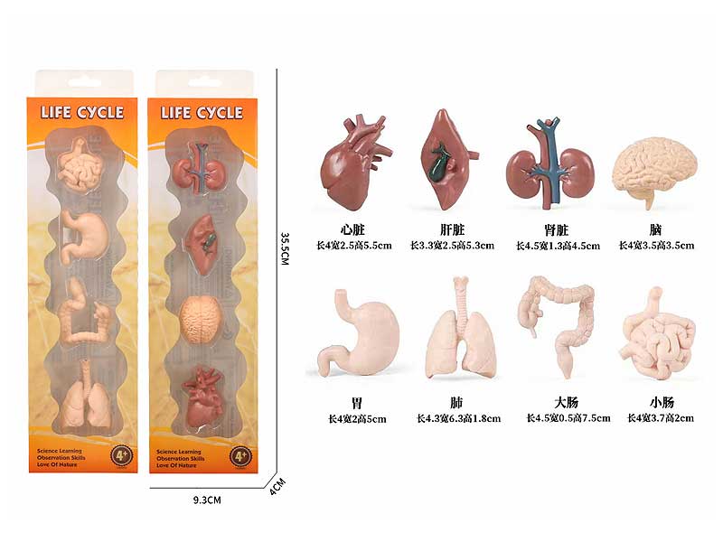 Human Organ Model(2S) toys