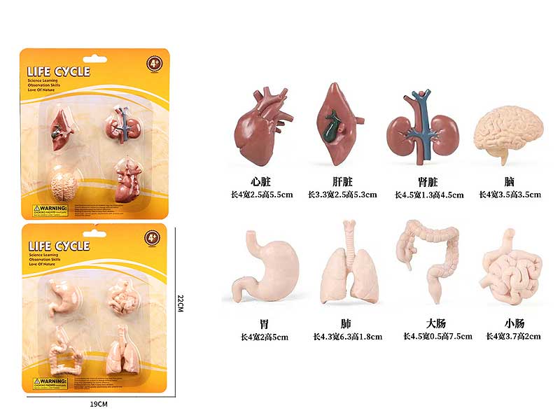 Human Organ Model(2S) toys