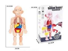人体器官模型