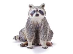 Raccoon