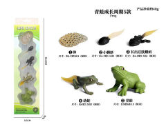 Frog Growth Cycle toys