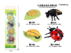 Growth Cycle Of Seven Star Ladybug