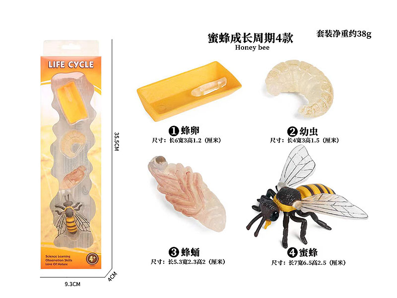 Bee Growth Cycle toys