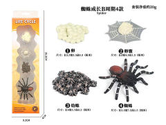 Spider Growth Cycle toys