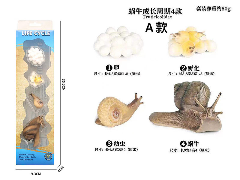 Snail Growth Cycle toys