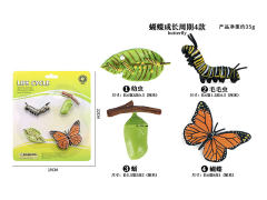 Butterfly Growth Cycle