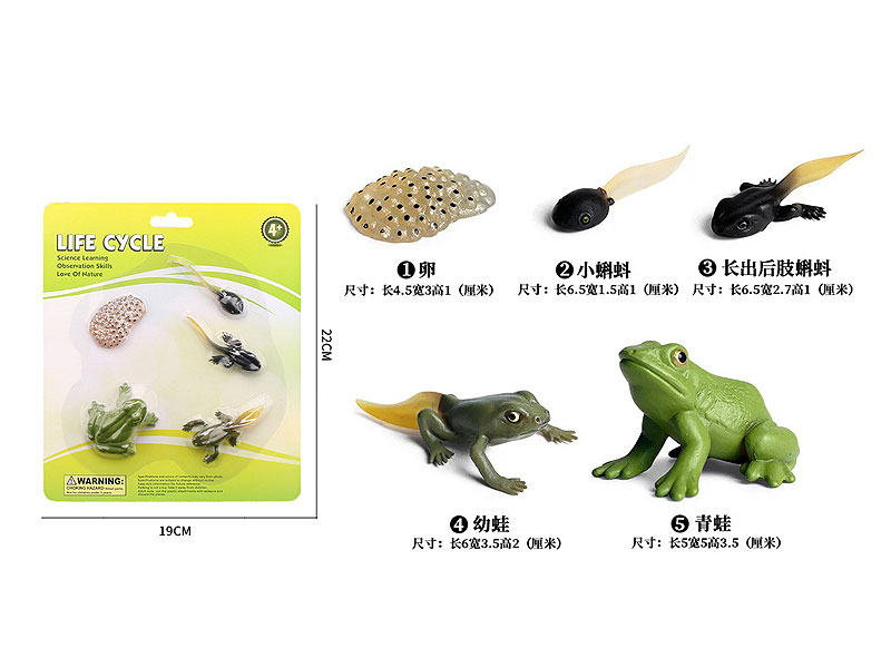 Frog Growth Cycle toys