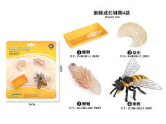 Bee Growth Cycle toys