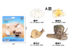 Snail Growth Cycle