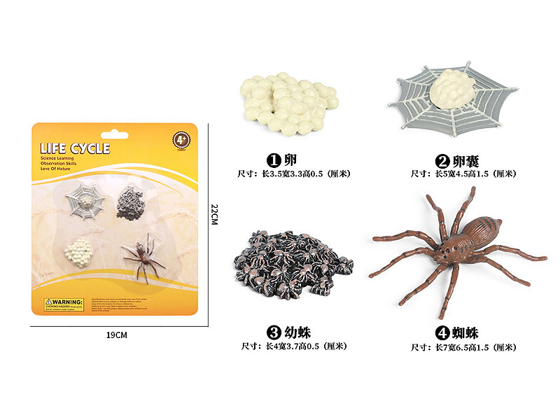Spider Growth Cycle toys