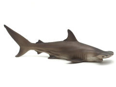 Hammerhead Shark toys