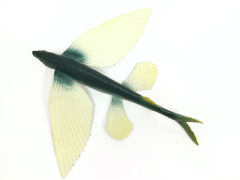 Flying Fish (Green)
