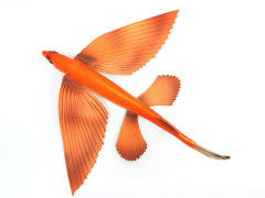 Flying Fish (Orange) toys