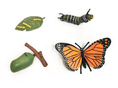 Butterfly Growth Cycle