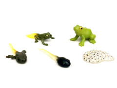 Frog Growth Cycle toys