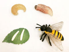 Honeybee Growth Cycle toys