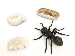 Ant Growth Cycle toys