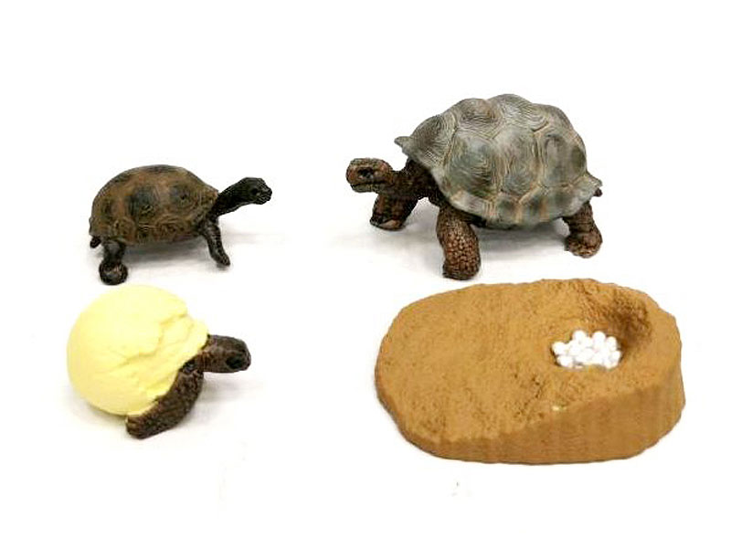 Tortoise Growth Cycle toys