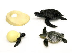 Turtle Growth Cycle toys
