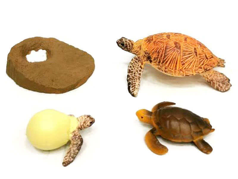 Turtle Growth Cycle toys