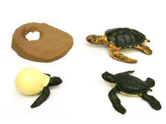 Turtle Growth Cycle