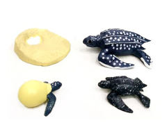 Growth Cycle Of Leatherback Turtle