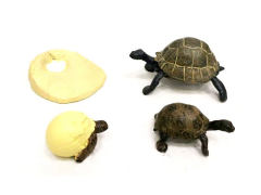 Tortoise Growth Cycle